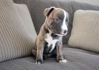 Rocky, a female American Bully and Cane Corso for sale in Fredericksburg, VA – 2 of 4