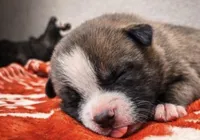 Bully , a male American Bully for sale in Fredericksburg, VA – Photo 2 of 4