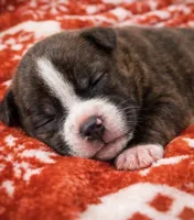 Bully , a male American Bully for sale in Fredericksburg, VA – Photo 4 of 4