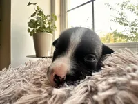 Rocky, a female American Bully for sale in Fredericksburg, VA – Photo 2 of 5