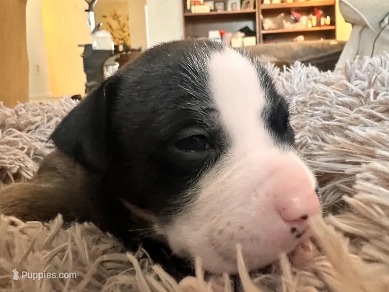 Rocky – American Bully puppy for sale in Fredericksburg, VA