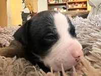 Rocky, a female American Bully for sale in Fredericksburg, VA – Photo 1 of 5