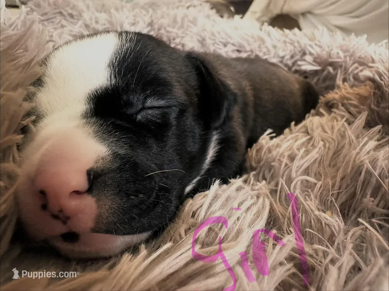 Bully  – American Bully puppy for sale in Fredericksburg, VA