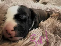 Rocky, a female American Bully for sale in Fredericksburg, VA – Photo 3 of 5