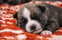 Bully , a male American Bully for sale in Fredericksburg, VA – Photo 1 of 4