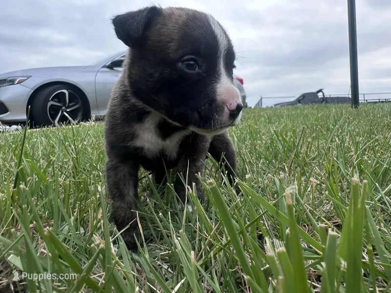 Rocky – American Bully puppy for sale in Fredericksburg, VA