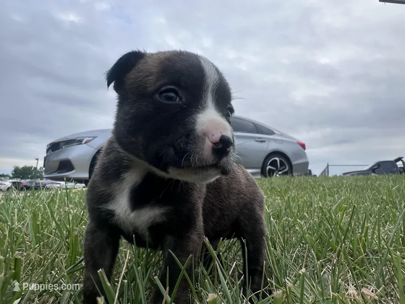Rocky – American Bully puppy for sale in Fredericksburg, VA