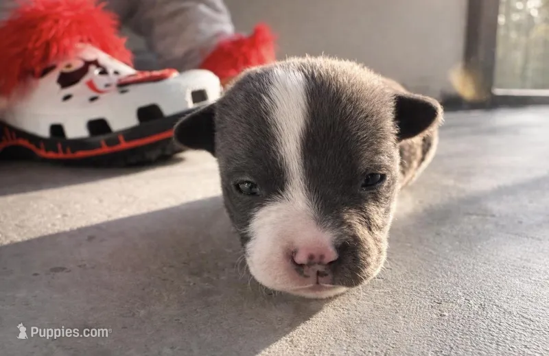 Bully  – American Bully puppy for sale in Fredericksburg, VA