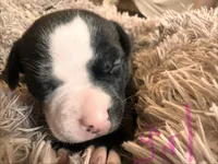 Rocky, a female American Bully for sale in Fredericksburg, VA – Photo 5 of 5