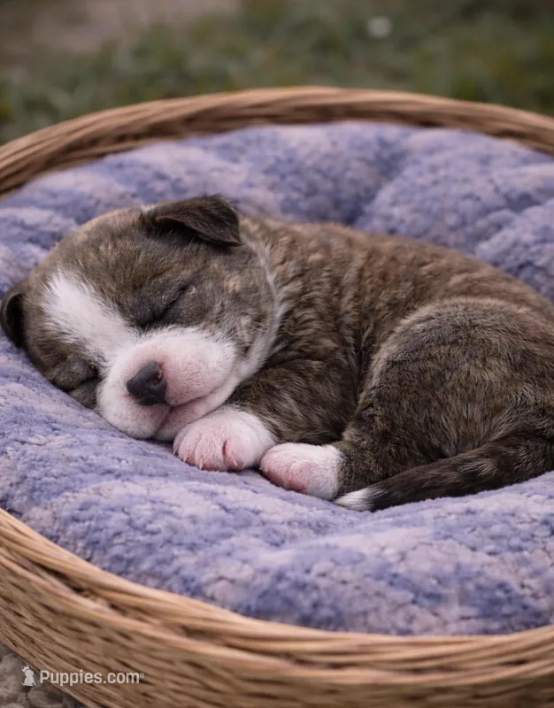 Bully  – American Bully puppy for sale in Fredericksburg, VA