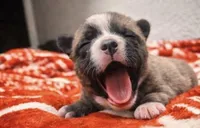 Bully , a male American Bully for sale in Fredericksburg, VA – Photo 3 of 4