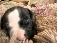 Rocky, a female American Bully for sale in Fredericksburg, VA – Photo 4 of 5