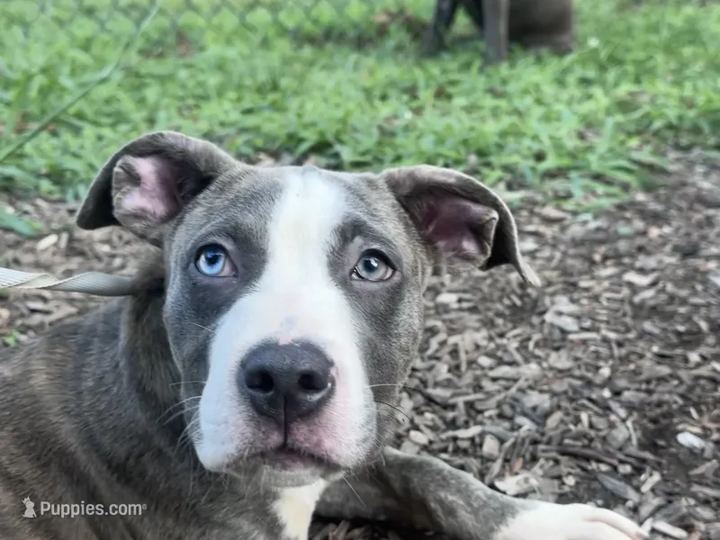 Stormi – American Bully, Cane Corso puppy for sale in Fredericksburg, VA