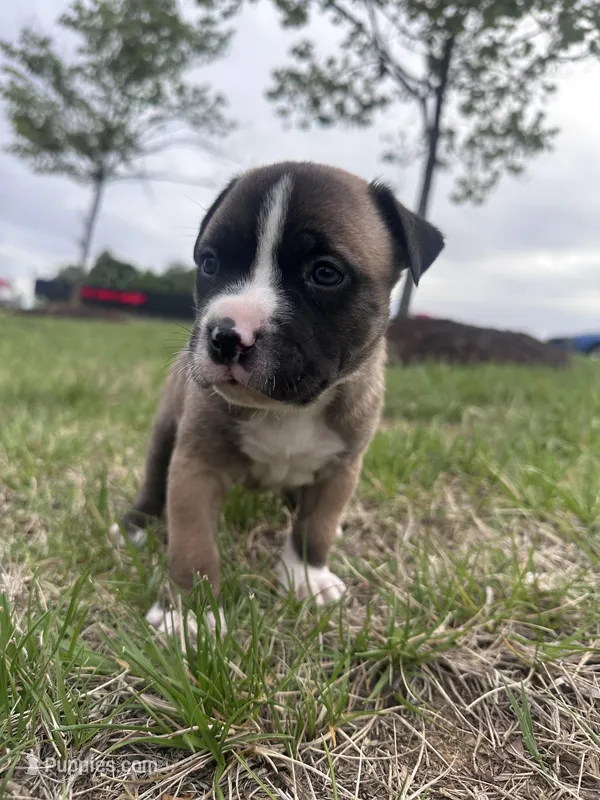 Stormi – American Bully puppy for sale in Fredericksburg, VA