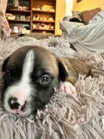 Stormi, a male American Bully for sale in Fredericksburg, VA – Photo 3 of 3