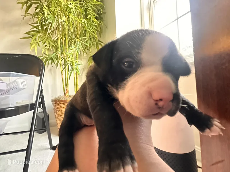 Stormi – American Bully puppy for sale in Fredericksburg, VA