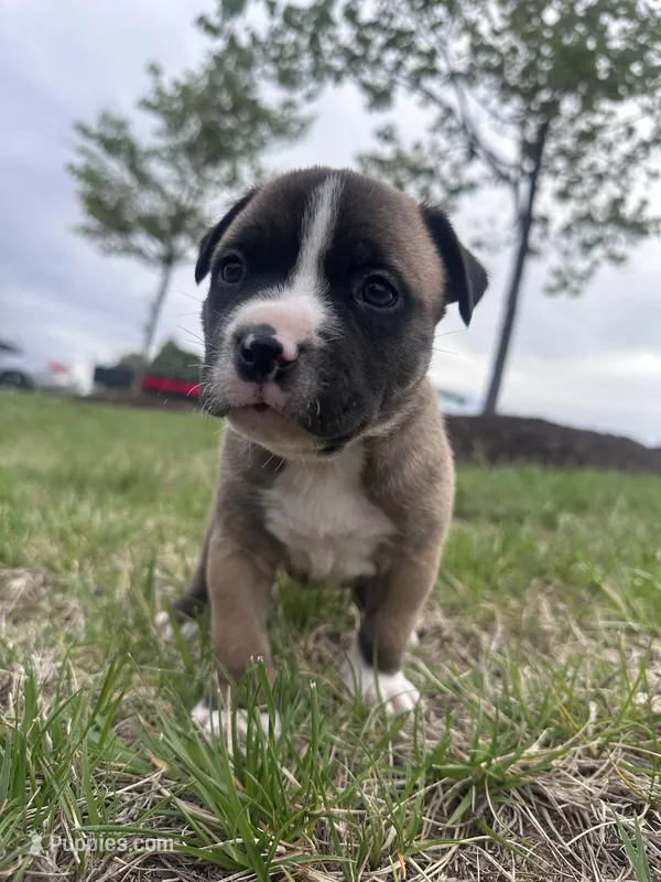 Stormi – American Bully puppy for sale in Fredericksburg, VA