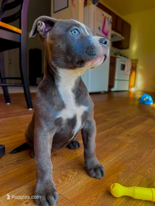 Dolly  – American Bully, Cane Corso puppy for sale in Fredericksburg, VA