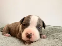 Bluey , a male American Bully for sale in Fredericksburg, VA – Photo 3 of 6