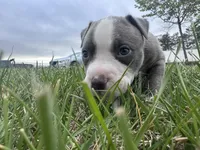Bleu , a male American Bully for sale in Fredericksburg, VA – Photo 5 of 7