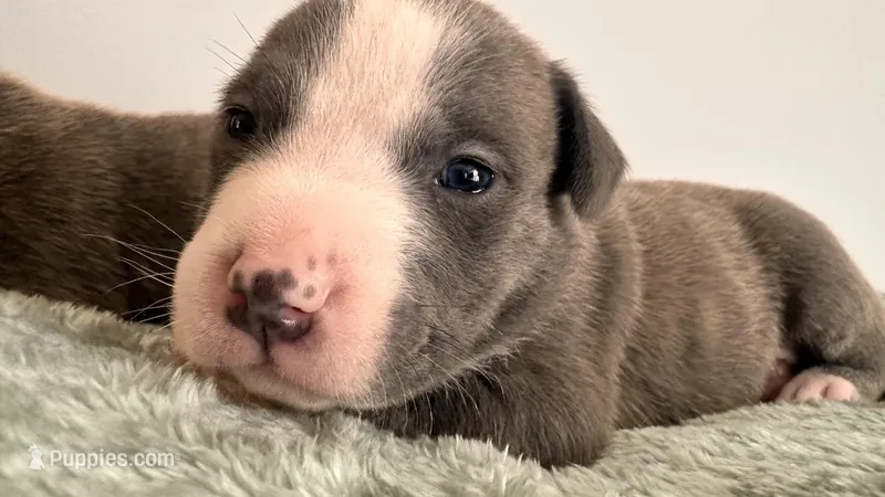 Bluey  – American Bully puppy for sale in Fredericksburg, VA