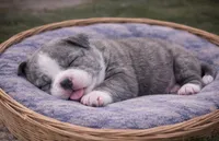 Bully, a female American Bully for sale in Fredericksburg, VA – Photo 2 of 3