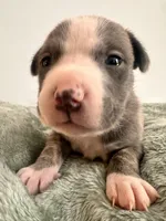 Bluey , a male American Bully for sale in Fredericksburg, VA – Photo 2 of 6