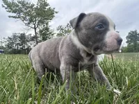 Bleu , a male American Bully for sale in Fredericksburg, VA – Photo 7 of 7