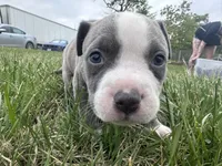 Bleu , a male American Bully for sale in Fredericksburg, VA – Photo 4 of 7