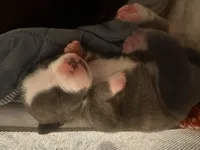 Bluey , a male American Bully for sale in Fredericksburg, VA – Photo 5 of 6