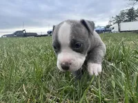 Bleu , a male American Bully for sale in Fredericksburg, VA – Photo 3 of 7