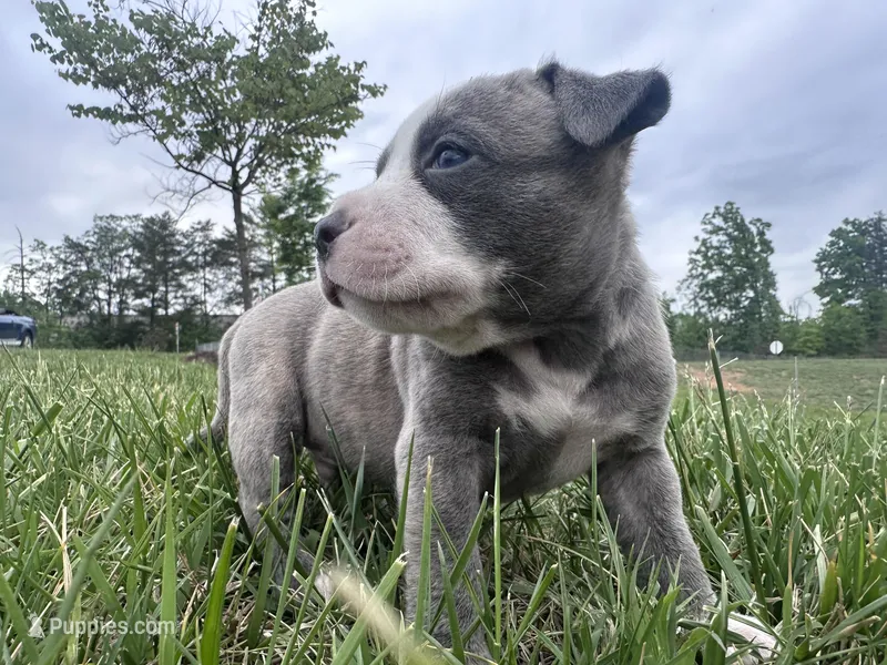 Bleu  – American Bully puppy for sale in Fredericksburg, VA