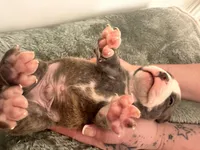 Bluey , a male American Bully for sale in Fredericksburg, VA – Photo 6 of 6