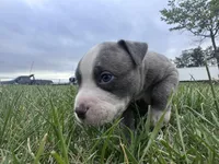 Bleu , a male American Bully for sale in Fredericksburg, VA – Photo 2 of 7