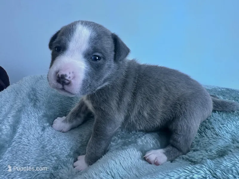Bluey  – American Bully puppy for sale in Fredericksburg, VA