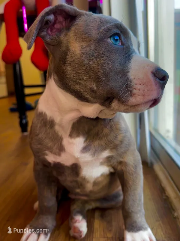 Bluey  – American Bully, Cane Corso puppy for sale in Fredericksburg, VA