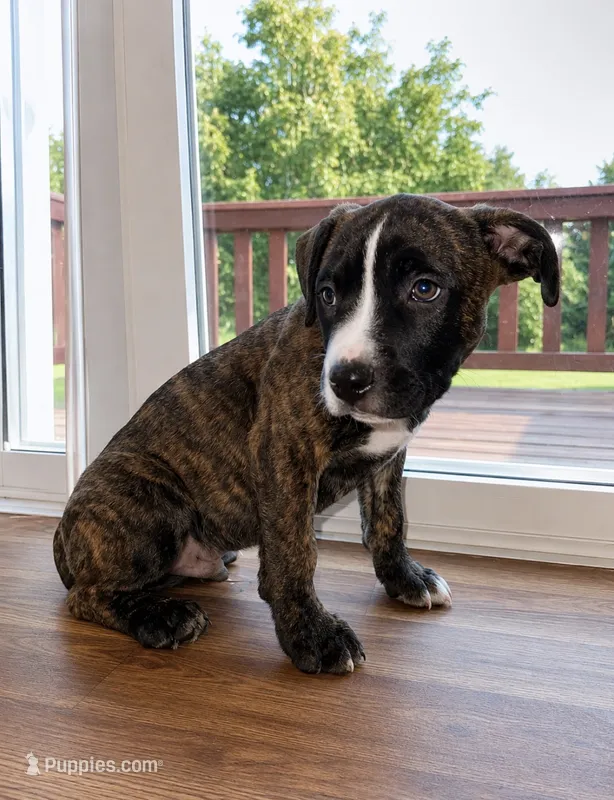American bully + Cane corso  – American Bully, Cane Corso puppy for sale in Fredericksburg, VA