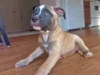 Pick your baby , a male American Bully and Cane Corso for sale in Fredericksburg, VA – 6 of 8