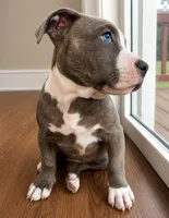Bluey , a male American Bully and Cane Corso for sale in Fredericksburg, VA – 4 of 9