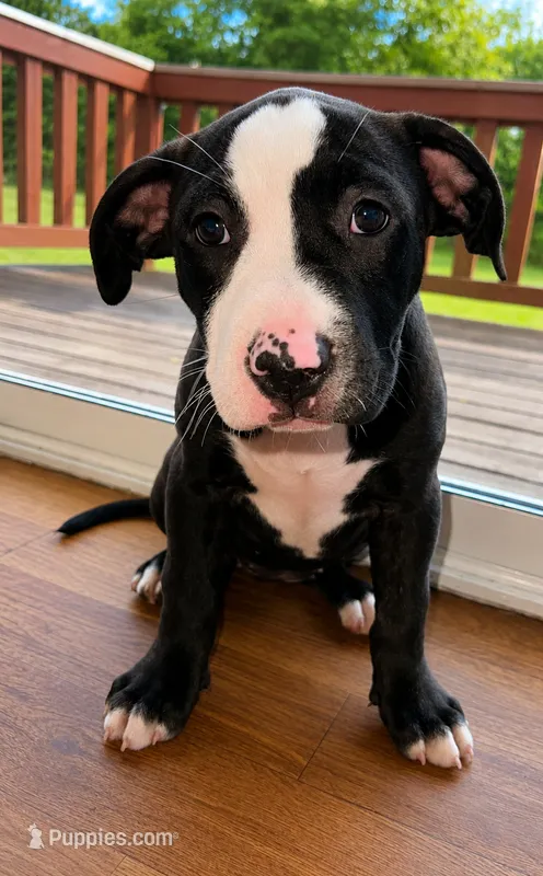 Bubba  – American Bully, Cane Corso puppy for sale in Fredericksburg, VA