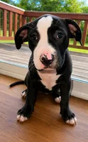 Oreo , a female American Bully and Cane Corso for sale in Fredericksburg, VA – 5 of 9