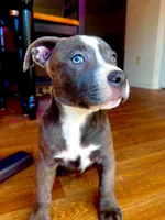 Dolly , a female American Bully and Cane Corso for sale in Fredericksburg, VA – 5 of 10