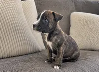 Rocky, a female American Bully and Cane Corso for sale in Fredericksburg, VA – 3 of 4