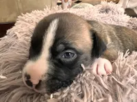 Izzy, a female American Bully for sale in Fredericksburg, VA – Photo 5 of 7