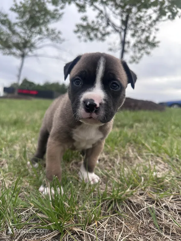 Mac – American Bully puppy for sale in Fredericksburg, VA
