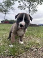 Mac, a female American Bully for sale in Fredericksburg, VA – Photo 4 of 6