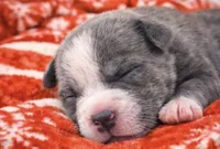 Bully, a male American Bully for sale in Fredericksburg, VA – Photo 5 of 5