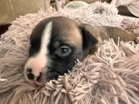 Izzy, a female American Bully for sale in Fredericksburg, VA – Photo 2 of 7