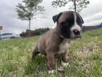 Mac, a female American Bully for sale in Fredericksburg, VA – Photo 5 of 6