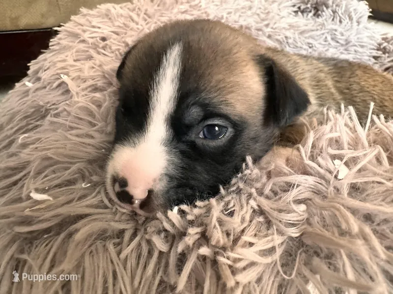 Bully – American Bully puppy for sale in Fredericksburg, VA